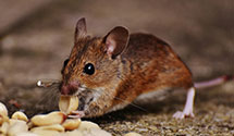 24 Hour & Emergency Exterminators in Indian Village, IN